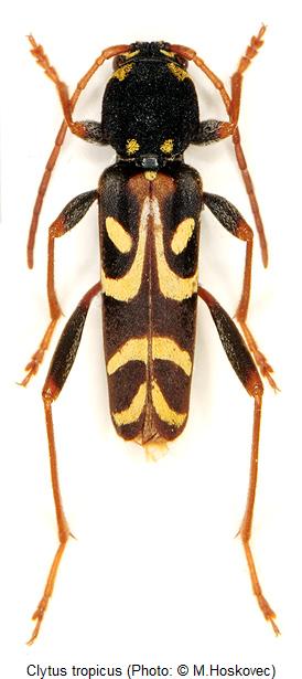 clytus_tropicus_hab.jpg
