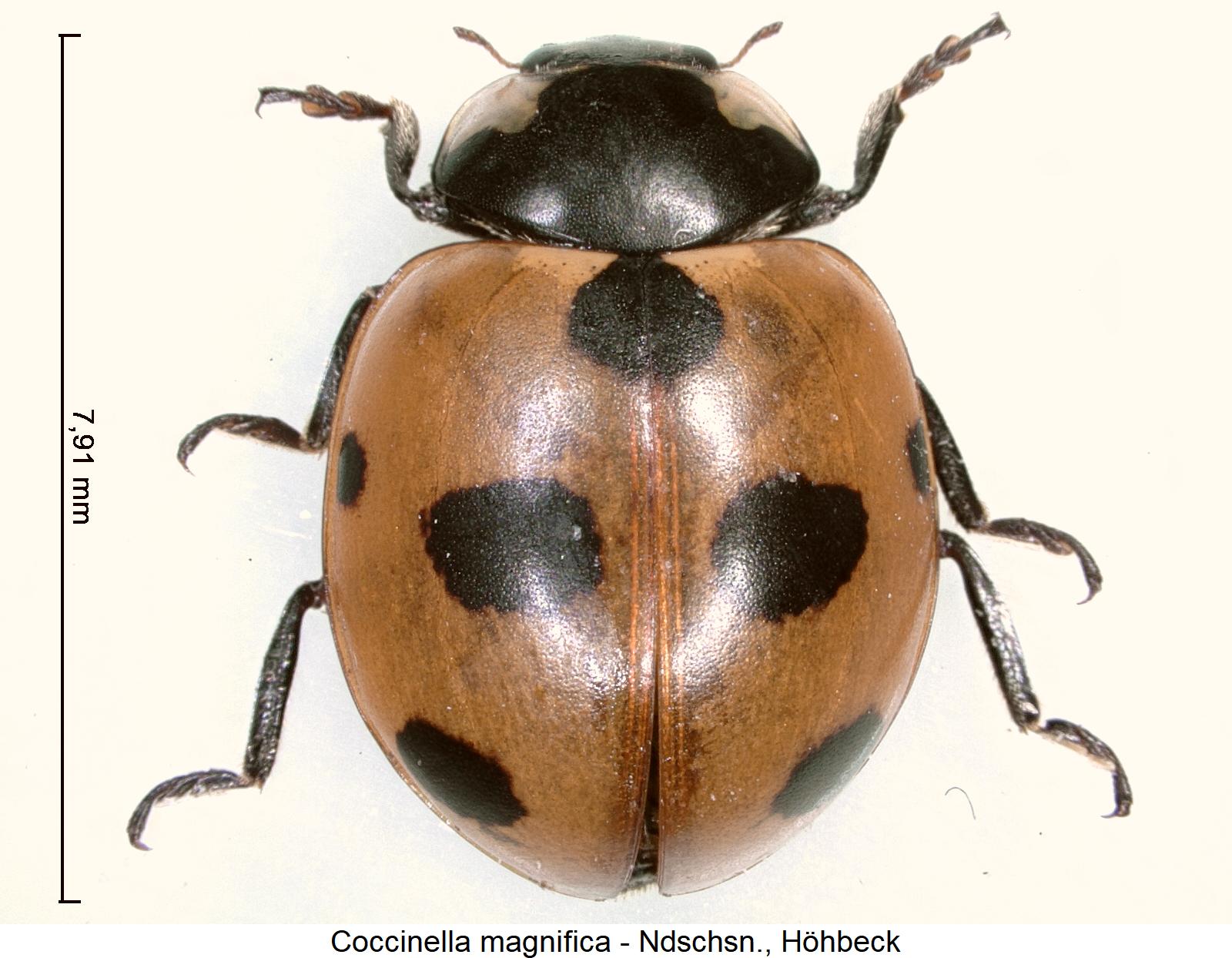 coccinella_magnifica_hab.jpg