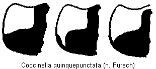 coccinella_quinquepunctata_hsch.gif