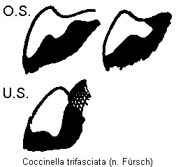 coccinella_trifasciata_hsch.gif