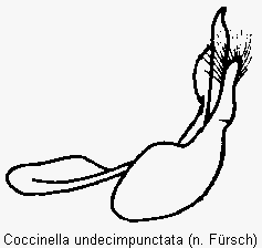 coccinella_undecimpunctata.gif