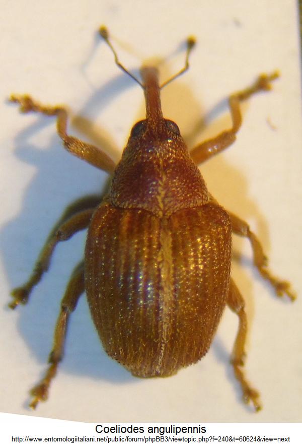 coeliodes_angulipennis_hab.jpg