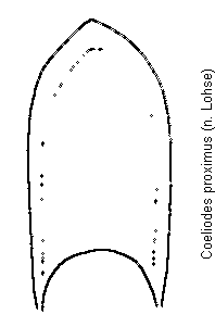 coeliodes_proximus.gif