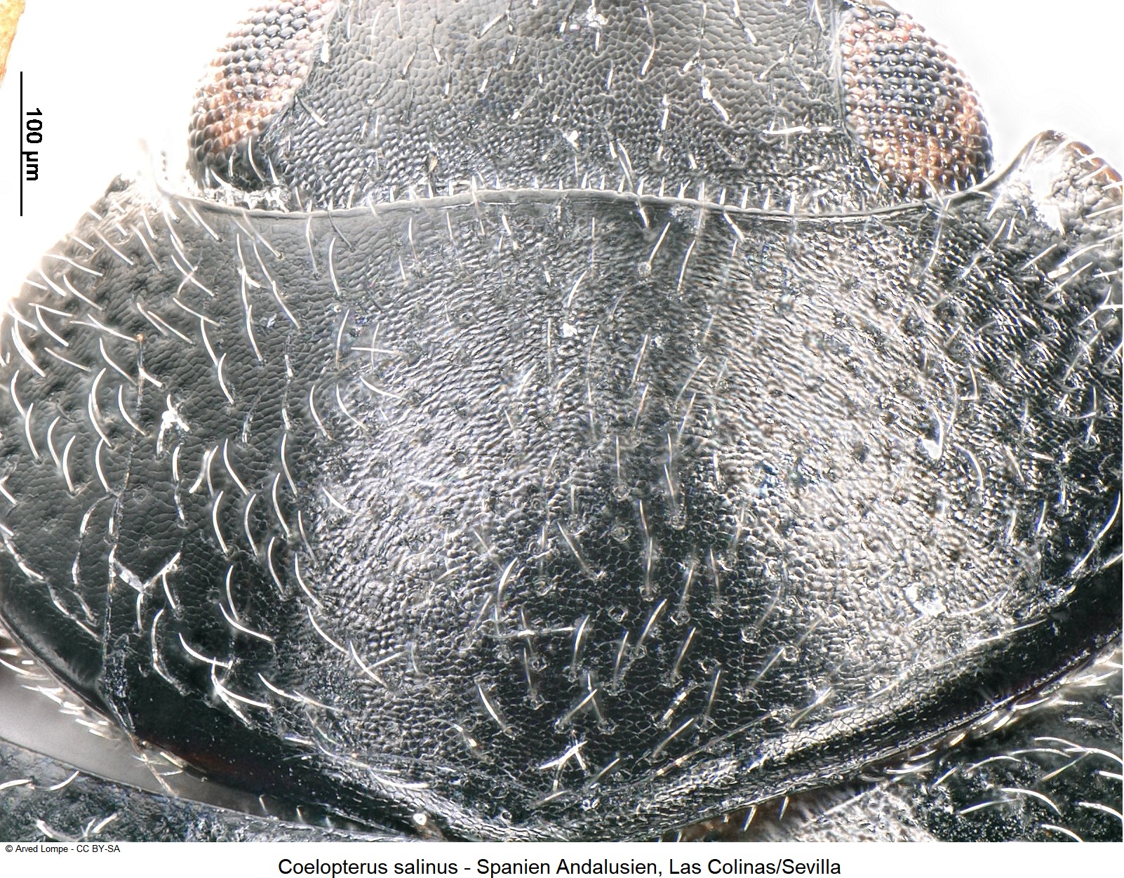 coelopterus_salinus_ck34414897_ms_vk.jpg
