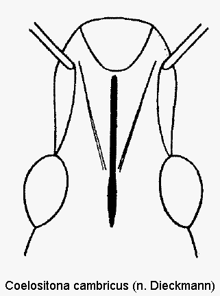 coelositona_cambricus_k.gif