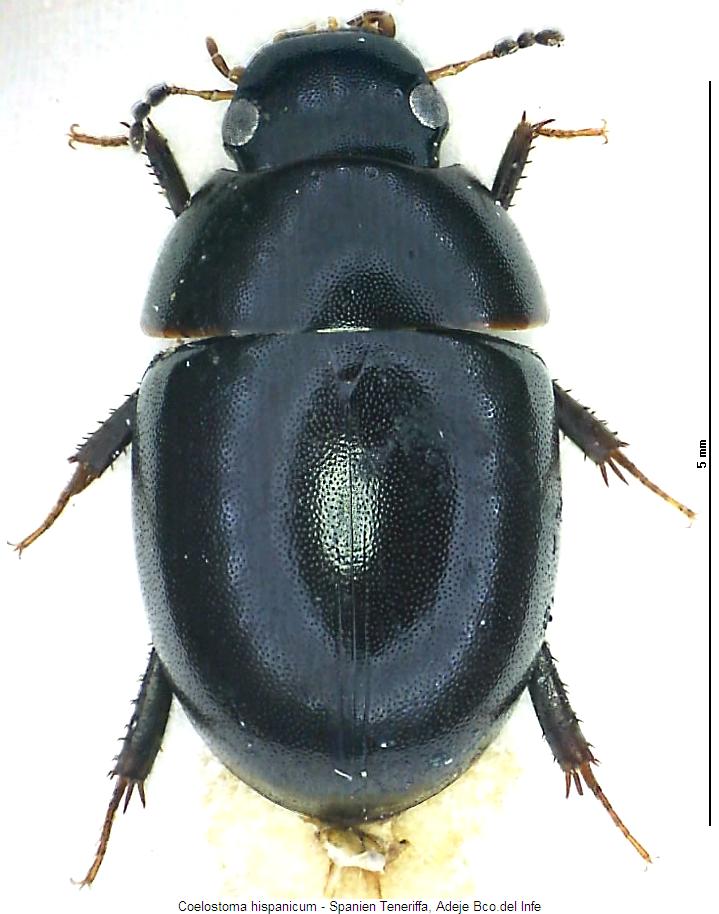 coelostoma_hispanicum_hab.jpg