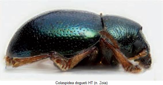 colaspidea_dogueti_sa.jpg