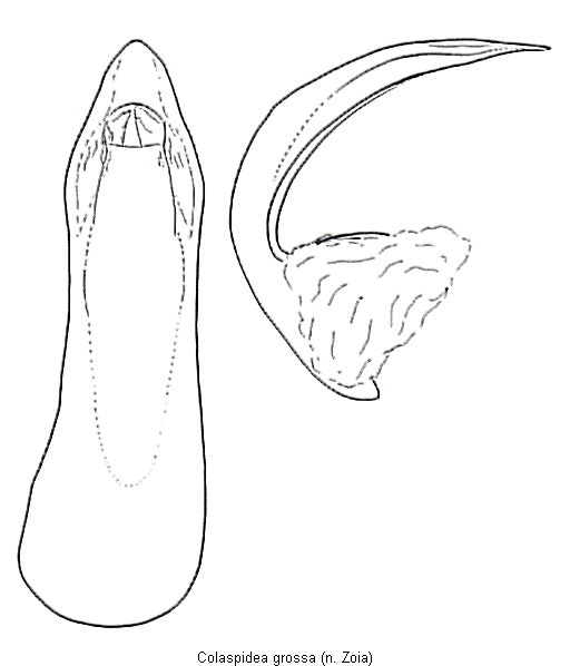 colaspidea_grossa.gif