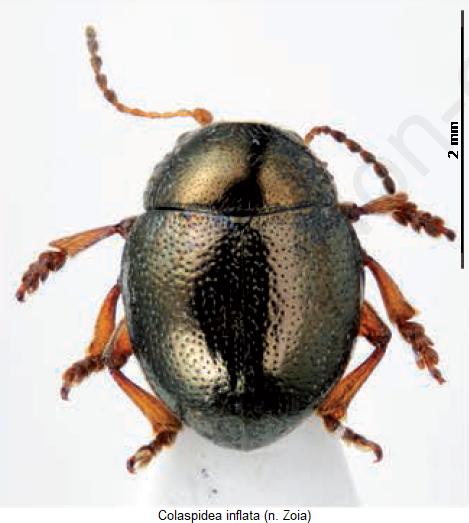 colaspidea_inflata_hab.jpg