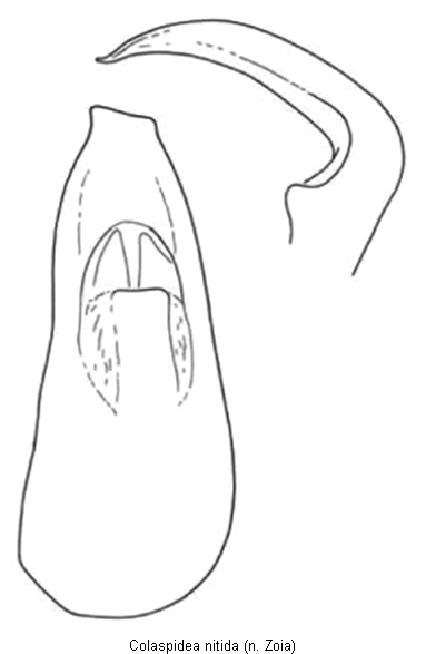 colaspidea_nitida1.gif