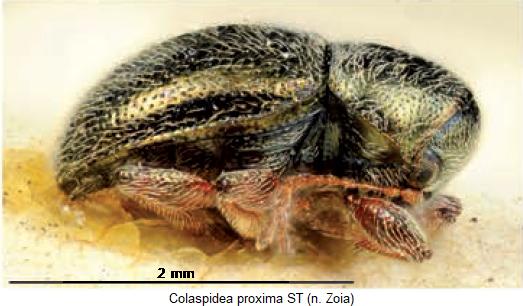 colaspidea_proxima_sa.jpg