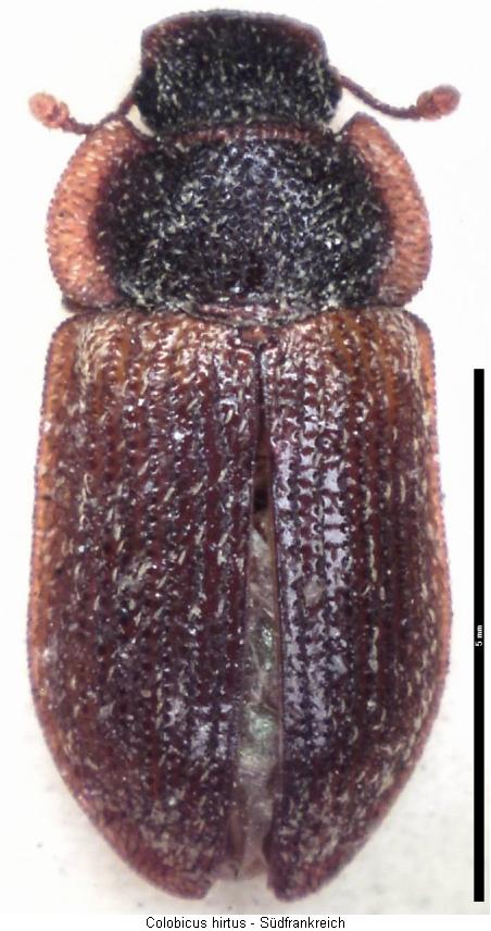 colobicus_hirtus_hab.jpg