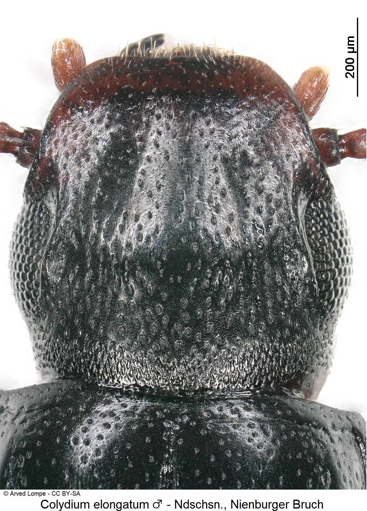 colydium_elongatum_m_ck17087003_k.jpg