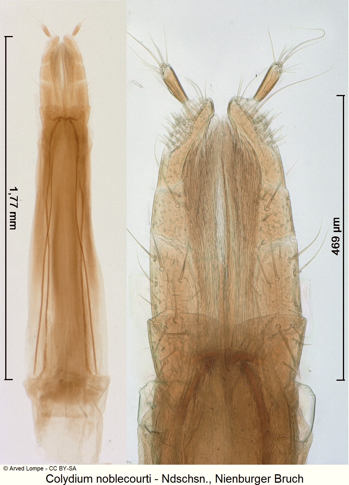 colydium_noblecourti_ck34220261_ovi.jpg