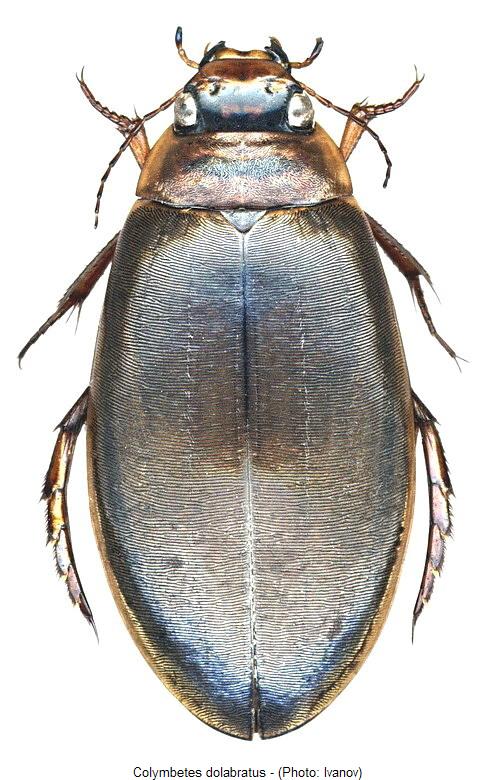 colymbetes_dolabratus_hab.jpg