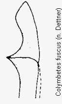 colymbetes_fuscus_us.gif