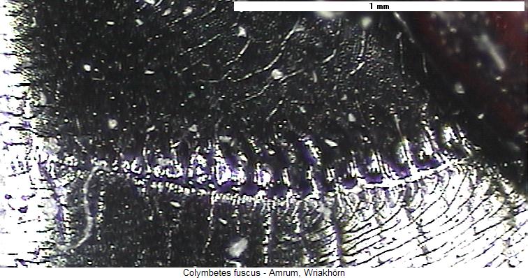 colymbetes_fuscus_us.jpg
