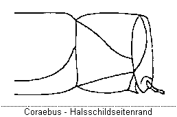 coraebus_hsch.gif