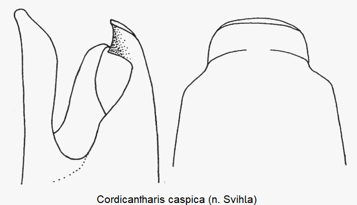 cordicantharis_caspica.gif