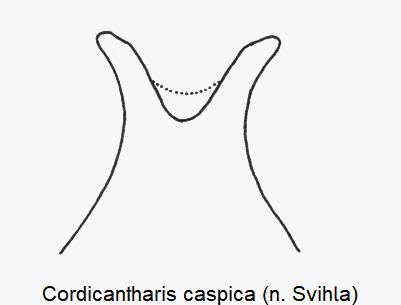 cordicantharis_caspica_laterophysen.gif