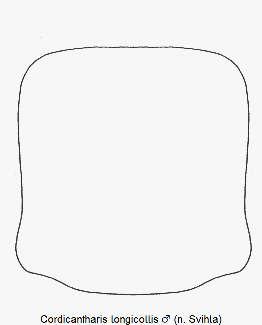 cordicantharis_longicollis_m_hsch.gif