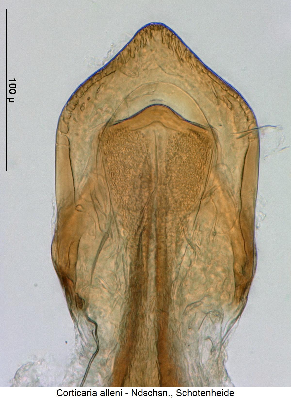 corticaria_alleni.jpg