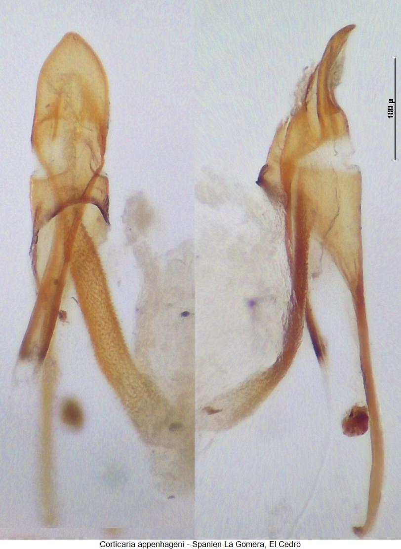 corticaria_appenhageni.jpg