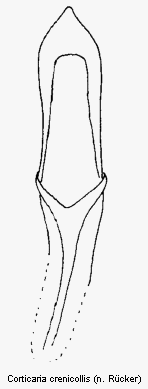 corticaria_crenicollis.gif