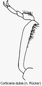 corticaria_dubia_vb.gif