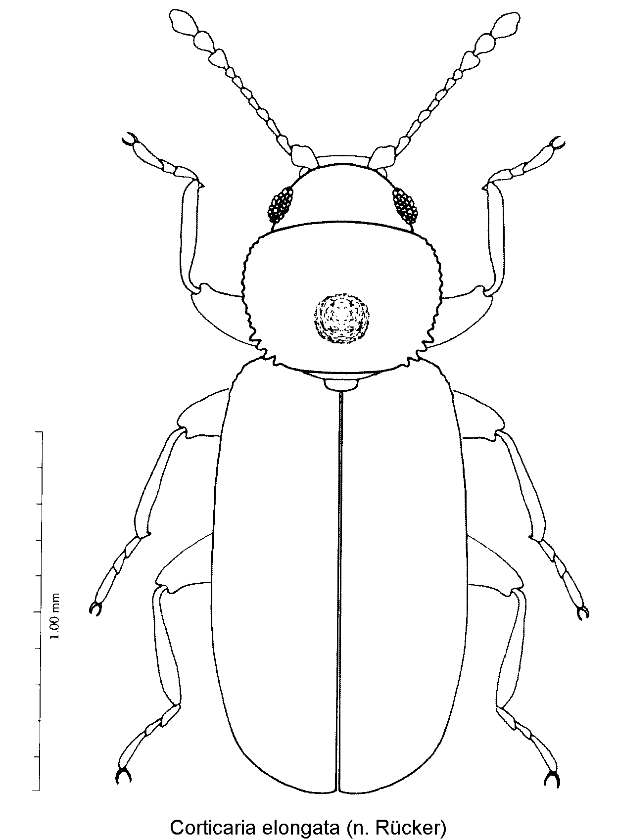 corticaria_elongata_hab.gif