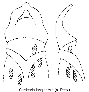 corticaria_longicornis.gif