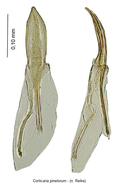 corticaria_pinetorum.jpg