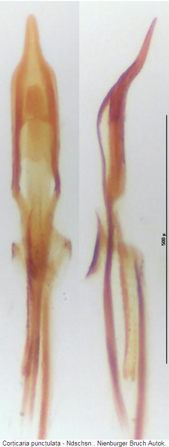 corticaria_punctulata.jpg