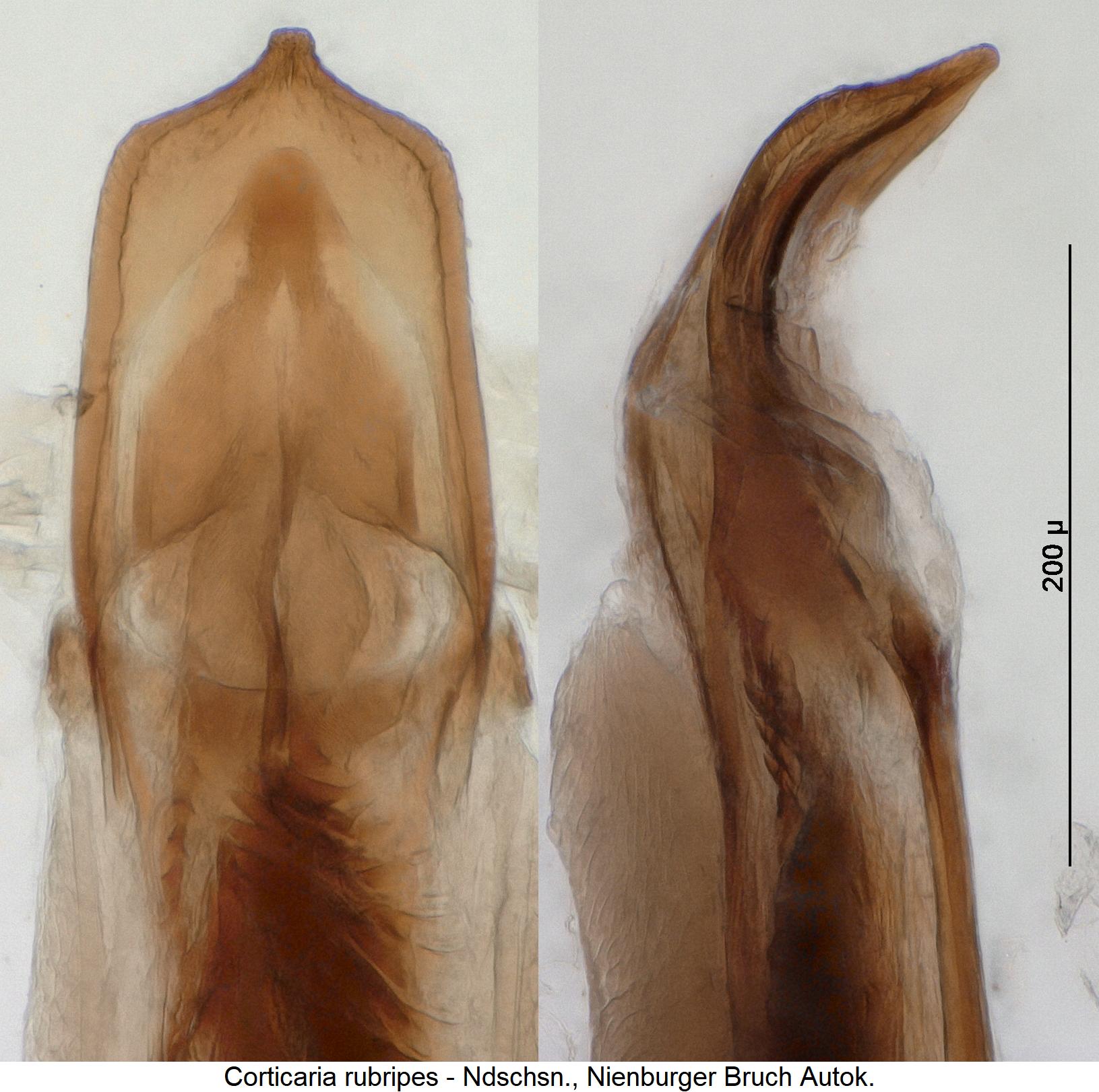 corticaria_rubripes.jpg