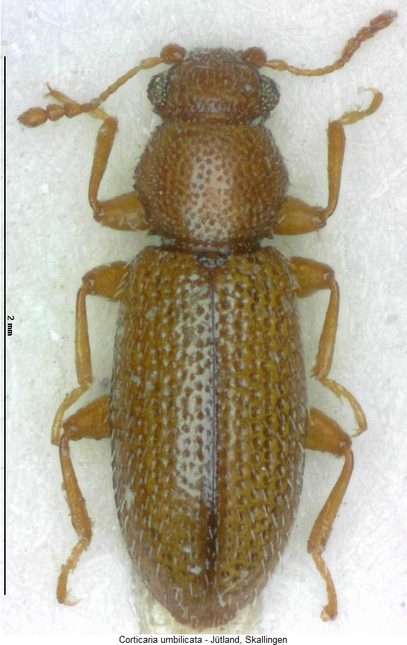 corticaria_umbilicata_hab.jpg