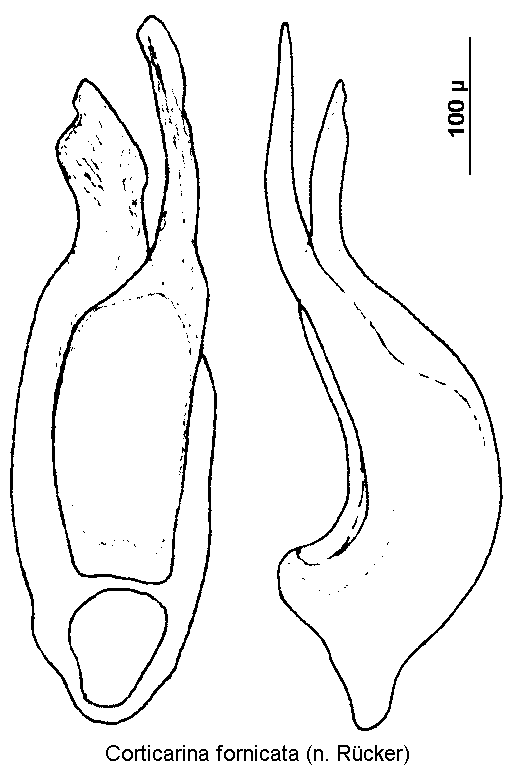 corticarina_fornicata.gif