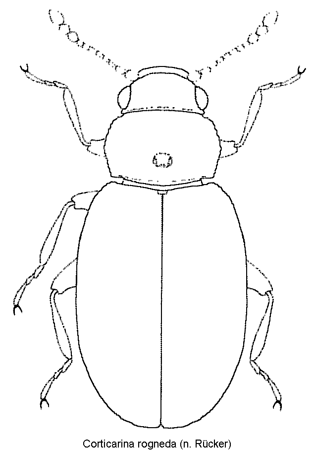 corticarina_rogneda_hab.gif
