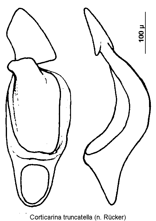 corticarina_truncatella1.gif