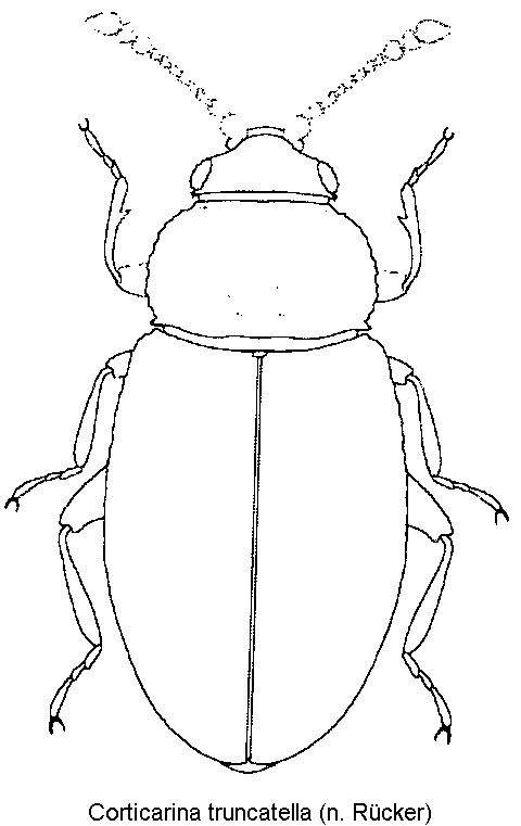 corticarina_truncatella_hab.gif