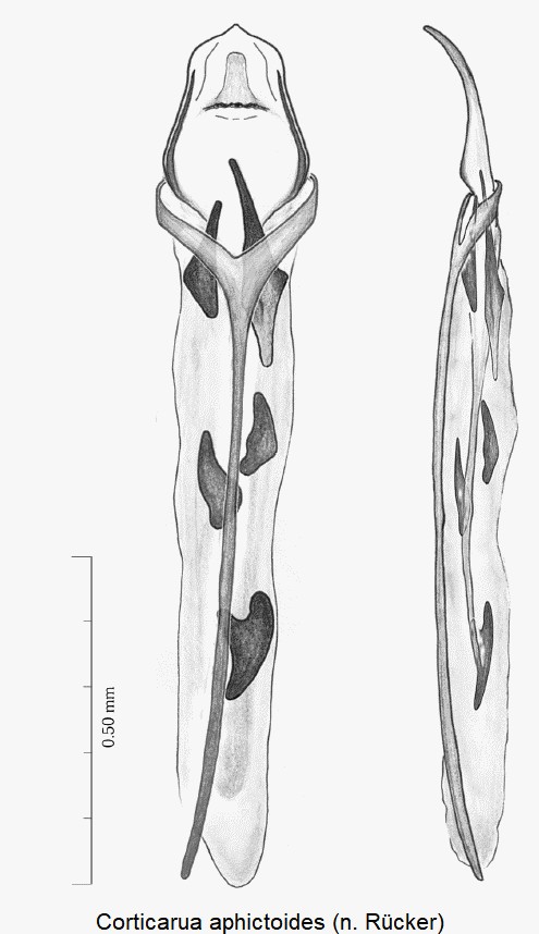 corticarua_aphictoides.jpg