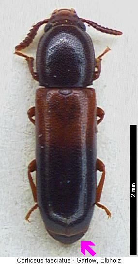 corticeus_fasciatus_hab.jpg