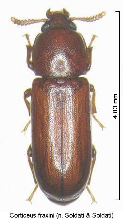 corticeus_fraxini_hab2.jpg