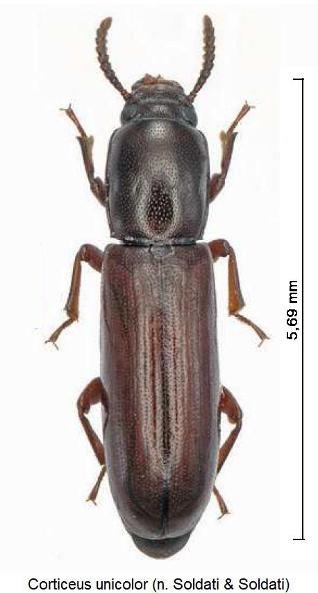 corticeus_unicolor_hab1.jpg