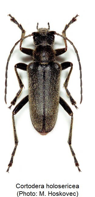 cortodera_holosericea_hab.jpg