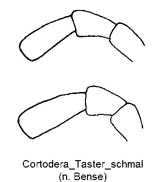 cortodera_taster_schmal.gif