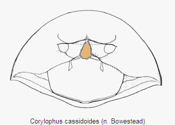 corylophus_cassidoides_pro.gif