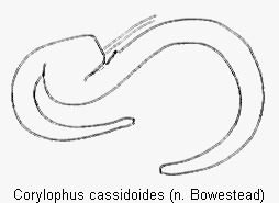 corylophus_cassidoides_sperm.gif
