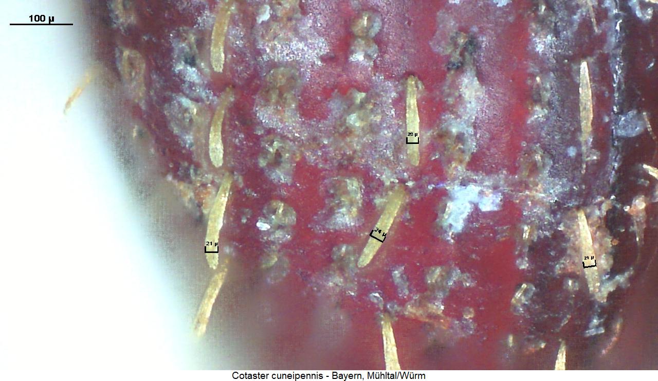 cotaster_cuneipennis_fld.jpg