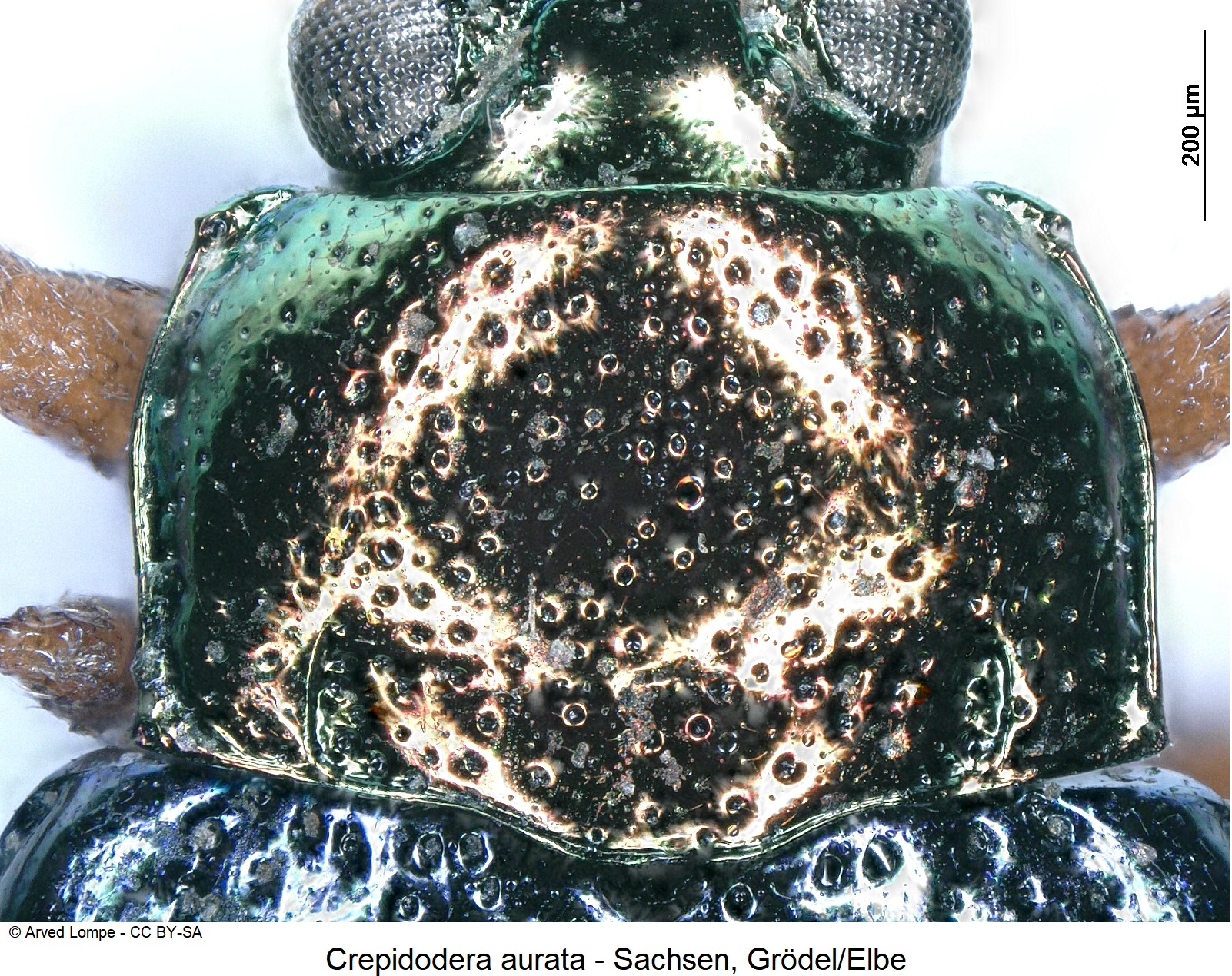 crepidodera_aurata_hsch.jpg