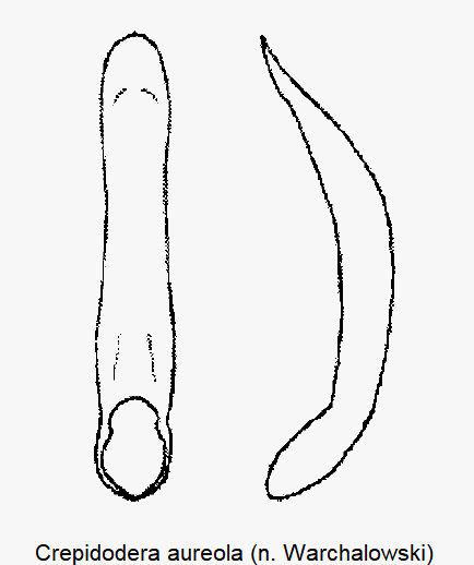 crepidodera_aureola.gif